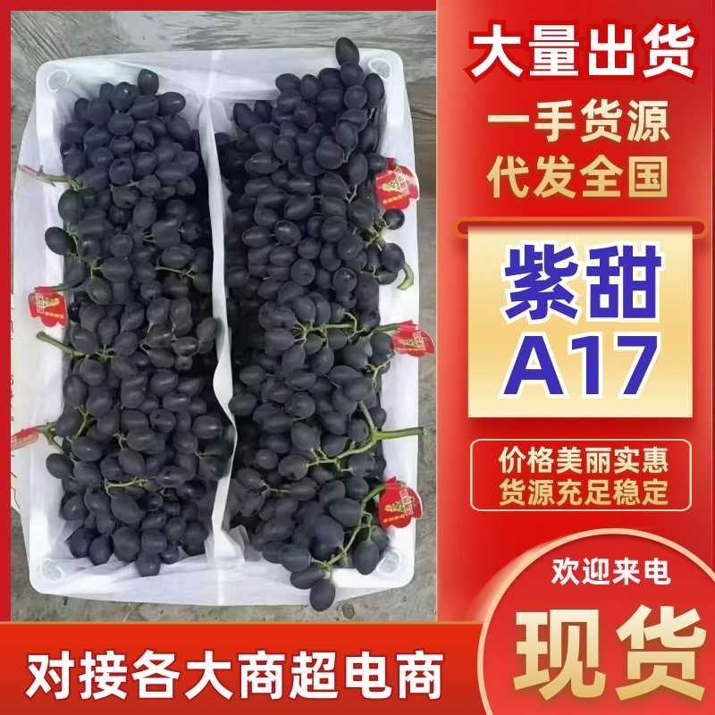 河北省紫甜A17大量上市口感特甜质优价廉服务周到