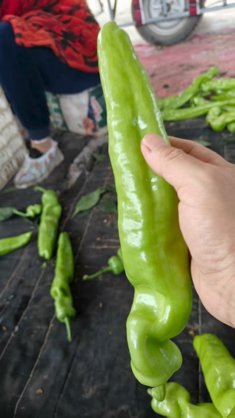 精品辣椒尖椒货源充足产地供应货源充足质量保证