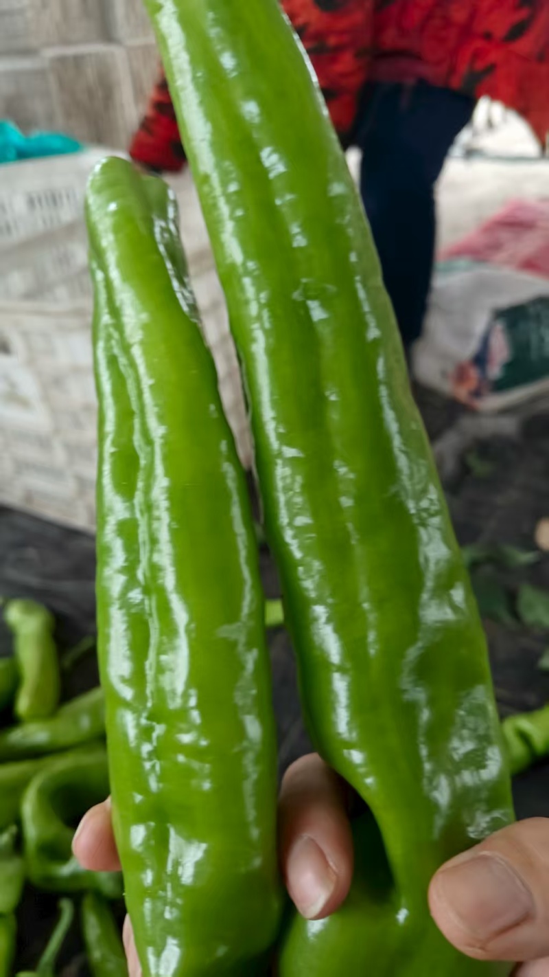 精品辣椒尖椒货源充足产地供应货源充足质量保证