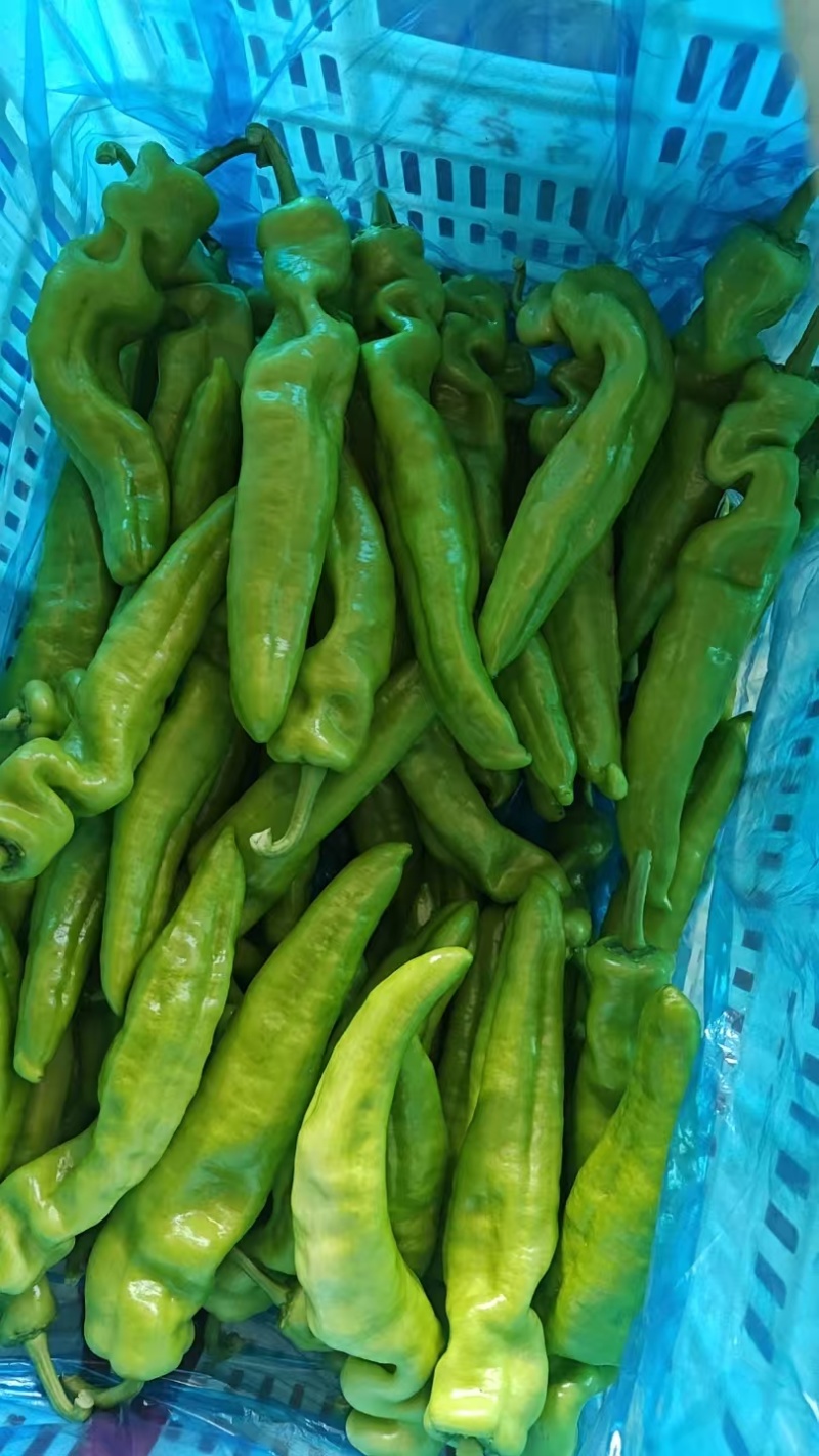 精品辣椒尖椒货源充足产地供应货源充足质量保证