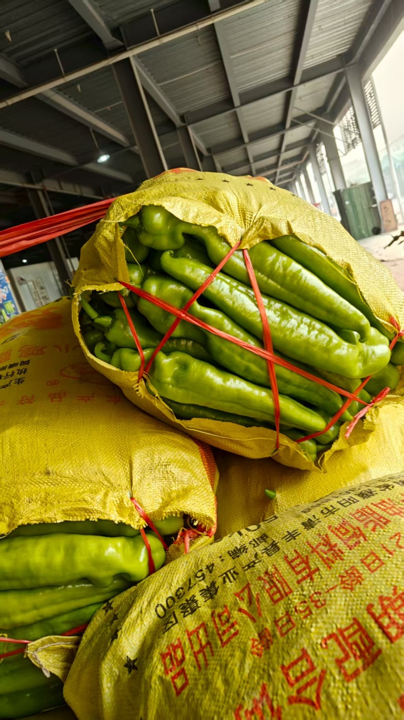 精品辣椒尖椒货源充足产地供应货源充足质量保证
