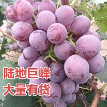 精品巨峰葡萄大量有货
