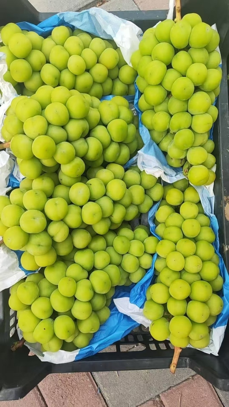 【阳光玫瑰】河北精品阳光玫瑰一手货源产地直发可对接全国