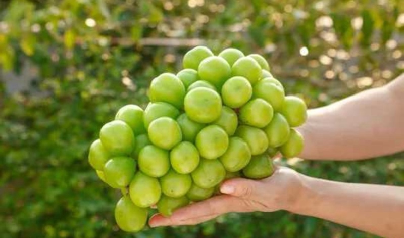 【阳光玫瑰】河北精品阳光玫瑰一手货源产地直发可对接全国