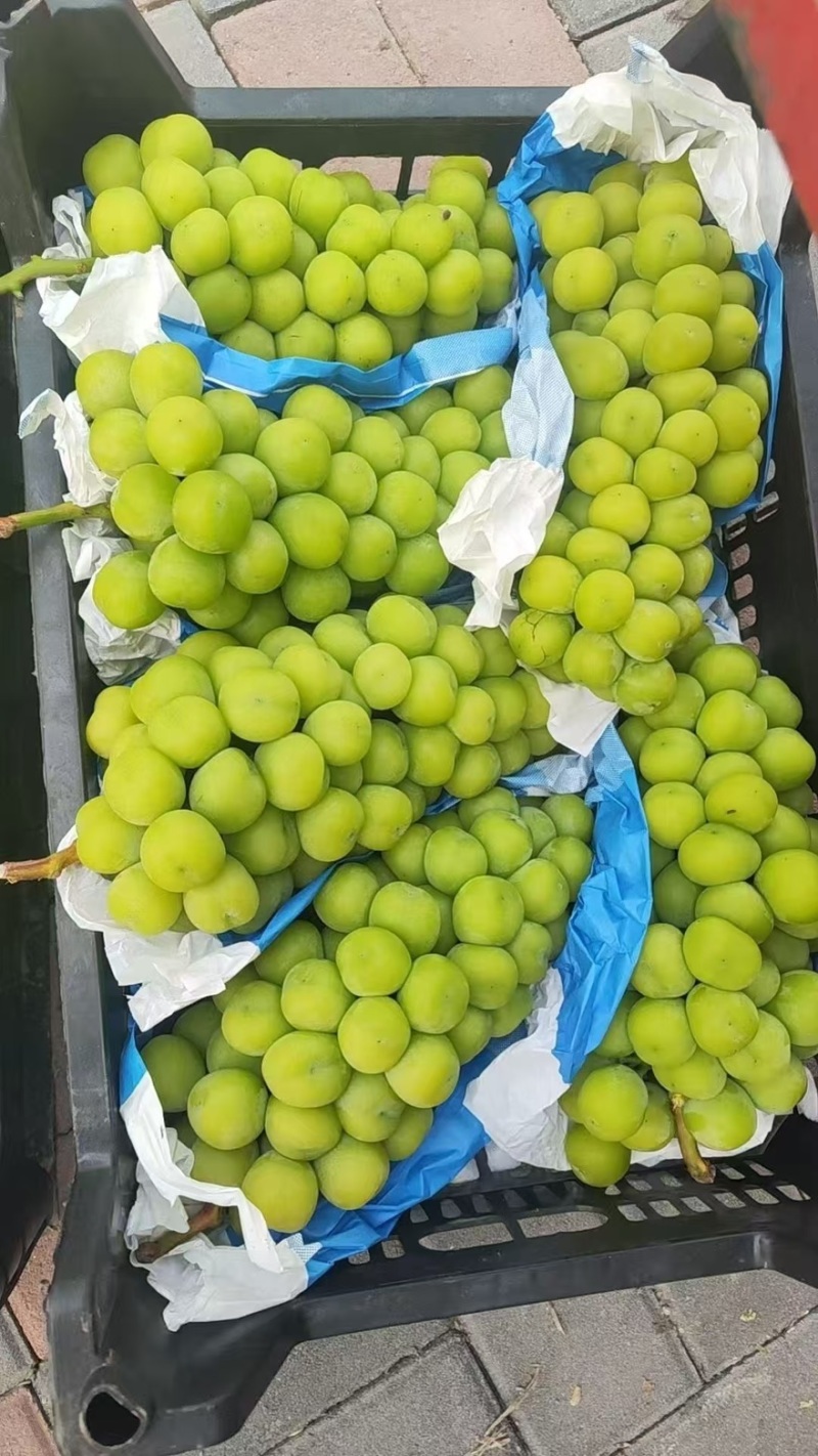 【阳光玫瑰】河北精品阳光玫瑰一手货源产地直发可对接全国