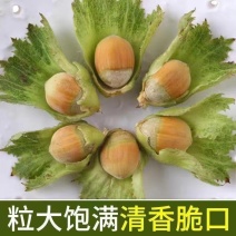 2025年新鲜带绿皮水仁大榛子新货东北辽宁水瓤青皮野山榛