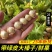 2025年新鲜带绿皮水仁大榛子新货东北辽宁水瓤青皮野山榛