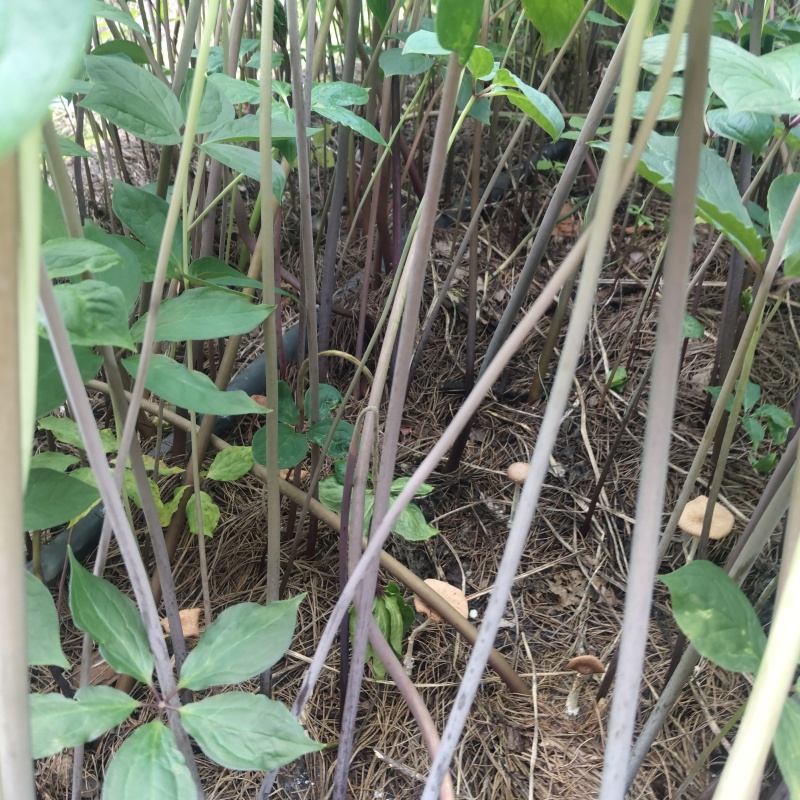 随时有货品尝来自原产地的重楼营养丰富