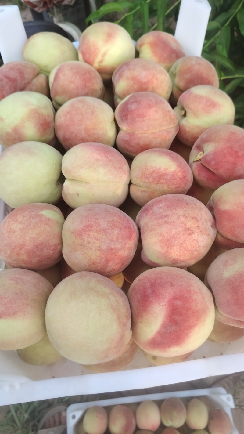 巨峰葡萄