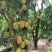 无胶菠萝，珍珠菠萝，黄金包菠萝蜜广东化州木菠萝无胶菠萝