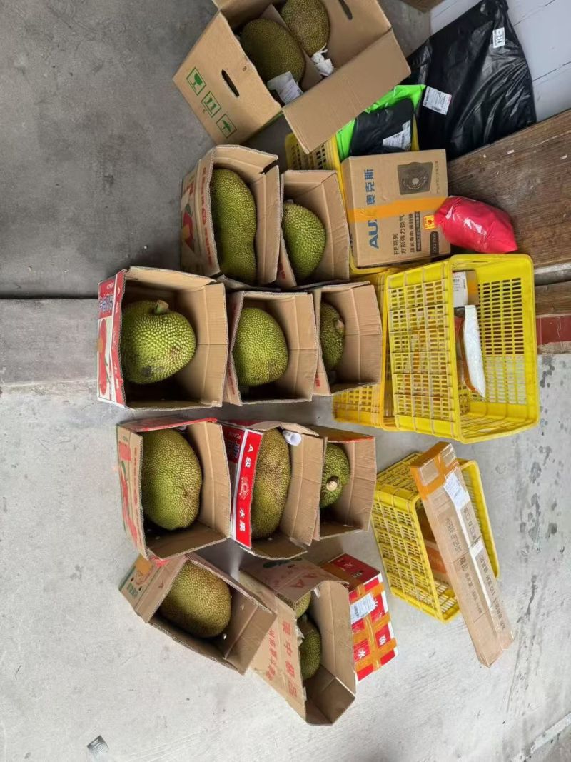 无胶菠萝，珍珠菠萝，黄金包菠萝蜜广东化州木菠萝无胶菠萝
