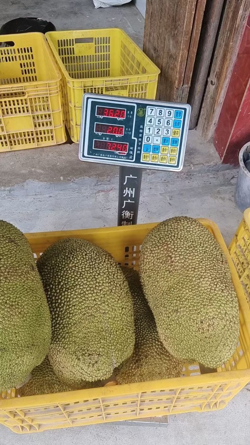 无胶菠萝，珍珠菠萝，黄金包菠萝蜜广东化州木菠萝无胶菠萝