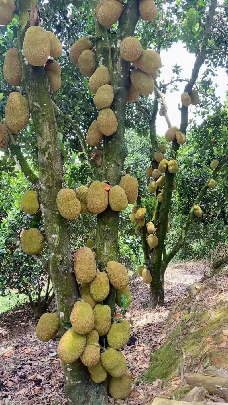 无胶菠萝，珍珠菠萝，黄金包菠萝蜜广东化州木菠萝无胶菠萝