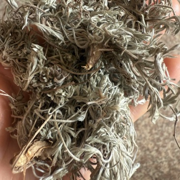精品手选秦岭老根绵茵陈当养生茶用的