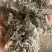 精品手选秦岭老根绵茵陈当养生茶用的