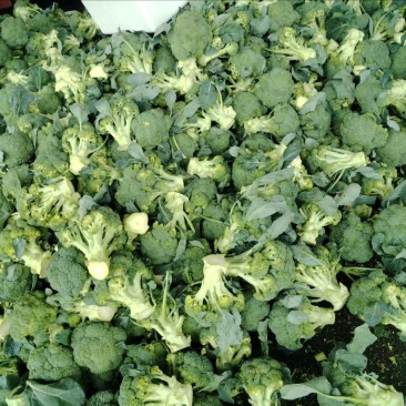 精品西蓝花产地直发质量保证货源充足量大从优