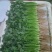 大叶香菜，质量好，货源充足，现採，现发！