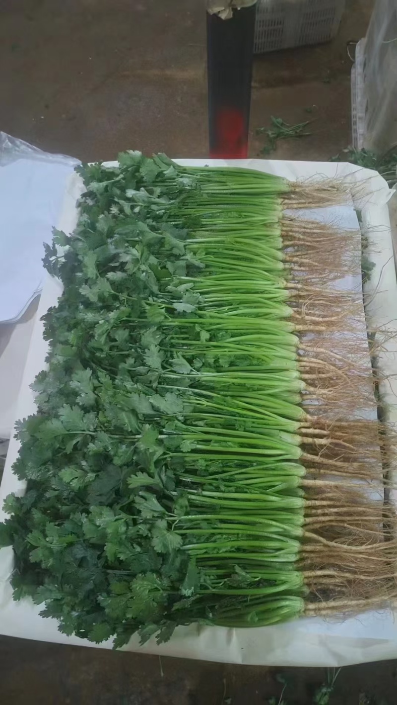 大叶香菜，质量好，货源充足，现採，现发！