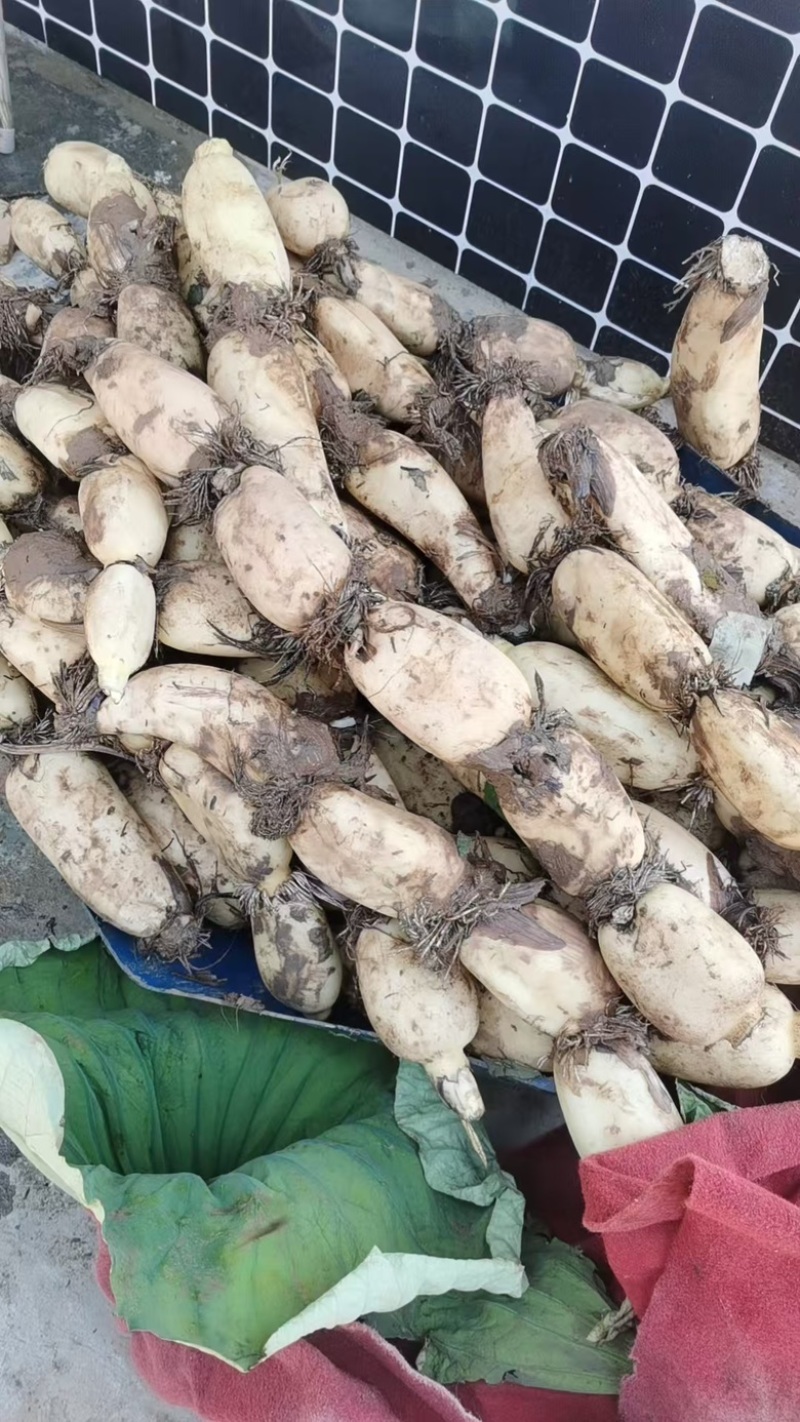 第一年新田藕