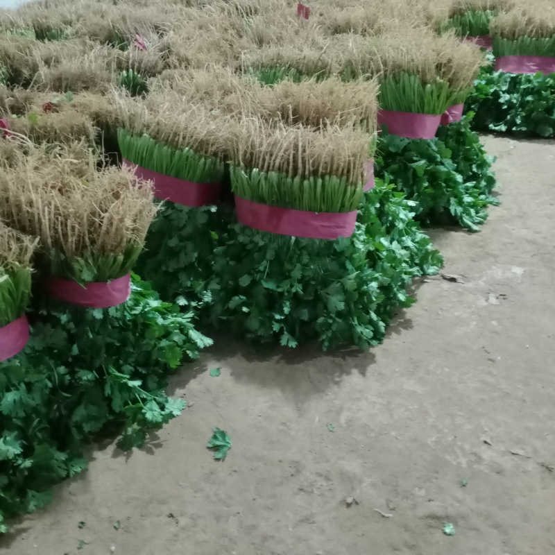 大叶香菜，质量好，货源充足，现採，现发！