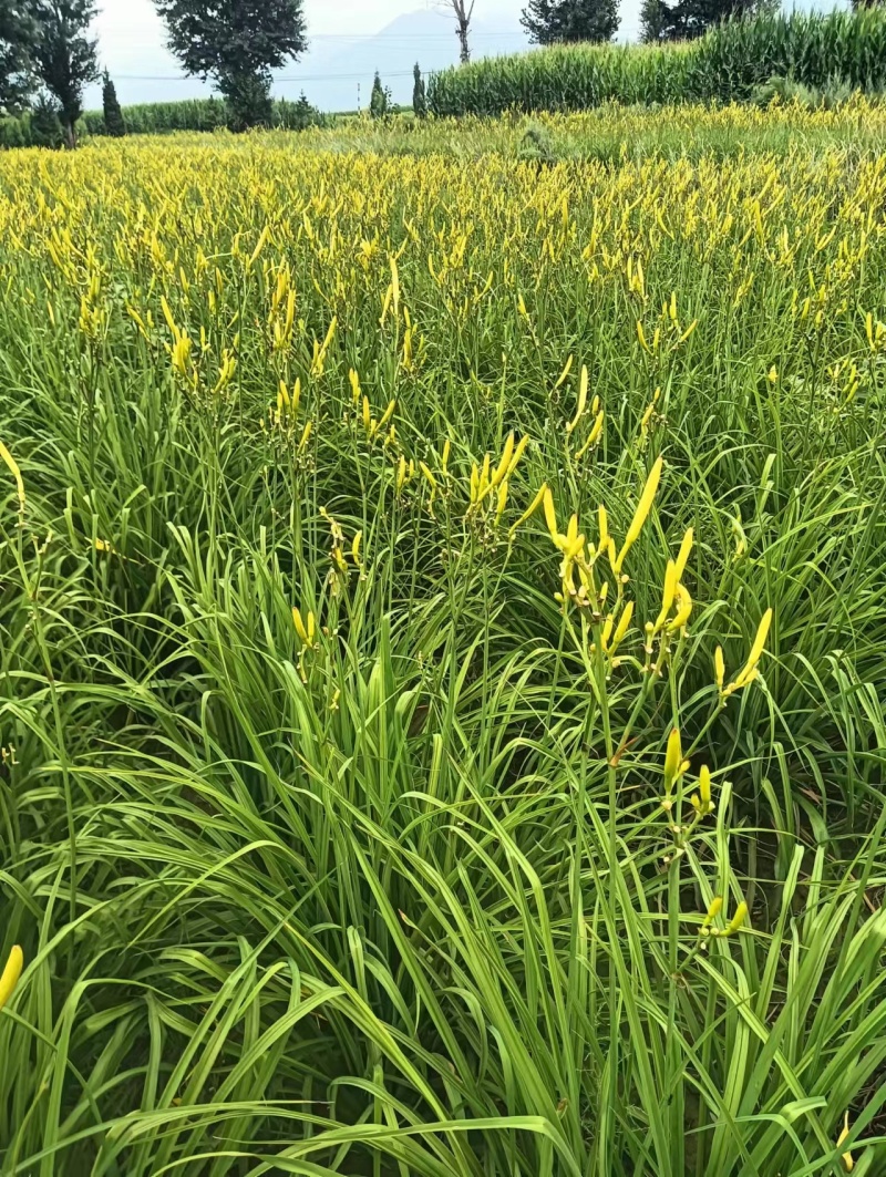 包邮：黄花菜，现货现发大量供应，量大优惠支持视频现场看货