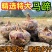 《马蹄》珍珠马蹄/广西荔浦马蹄/产地货源/全国整车批发