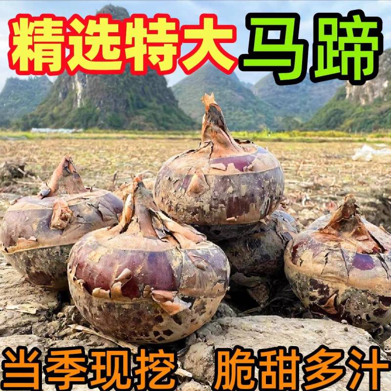 《马蹄》珍珠马蹄/广西荔浦马蹄/产地货源/全国整车批发