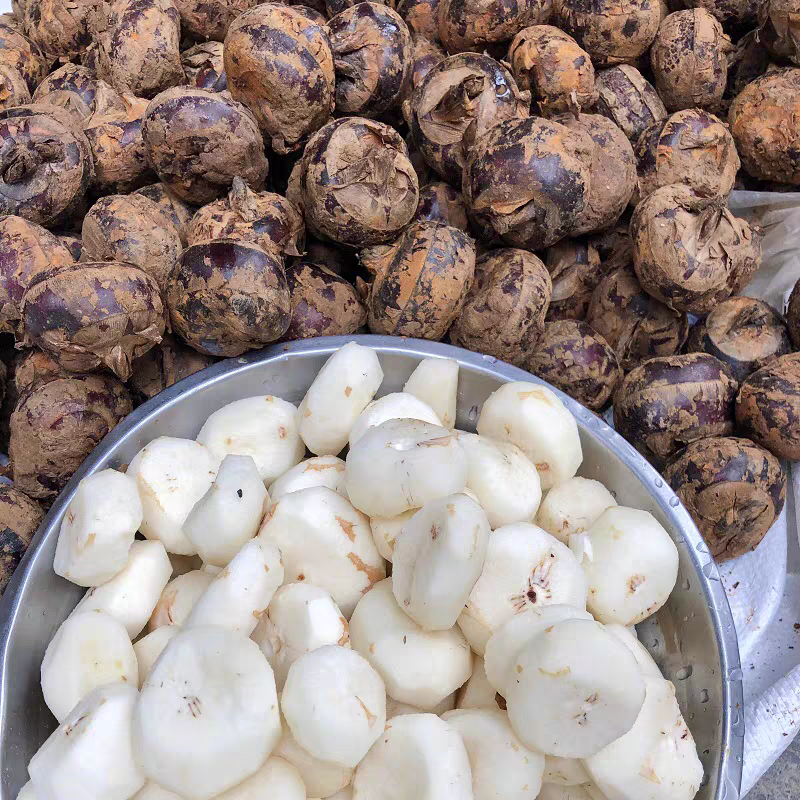 《马蹄》珍珠马蹄/广西荔浦马蹄/产地货源/全国整车批发