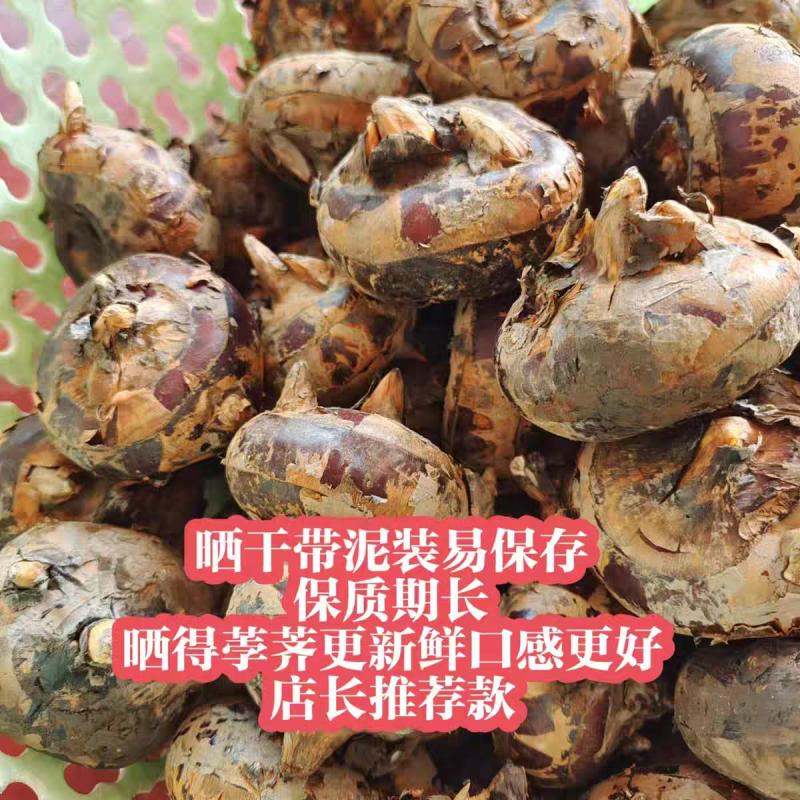 《马蹄》珍珠马蹄/广西荔浦马蹄/产地货源/全国整车批发