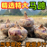 《马蹄》珍珠马蹄/广西荔浦马蹄/产地货源/全国整车批发