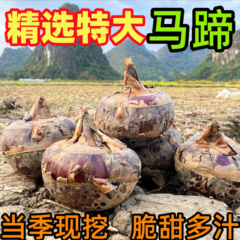 《马蹄》珍珠马蹄/广西荔浦马蹄/产地货源/全国整车批发