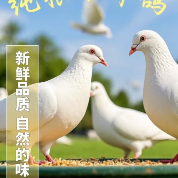 德葆宏七彩山鸡、鸽子源头屠宰场