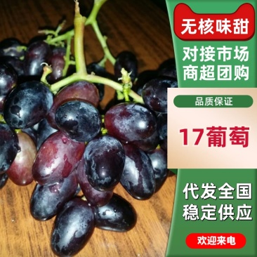 【A17紫甜无核葡萄】河北晋州市产地直销可对接全国各地