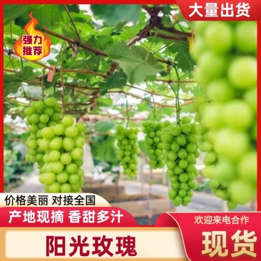 【阳光玫瑰】河北精品阳光玫瑰一手货源产地直发可对接全国