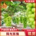 【阳光玫瑰】河北精品阳光玫瑰一手货源产地直发可对接全国