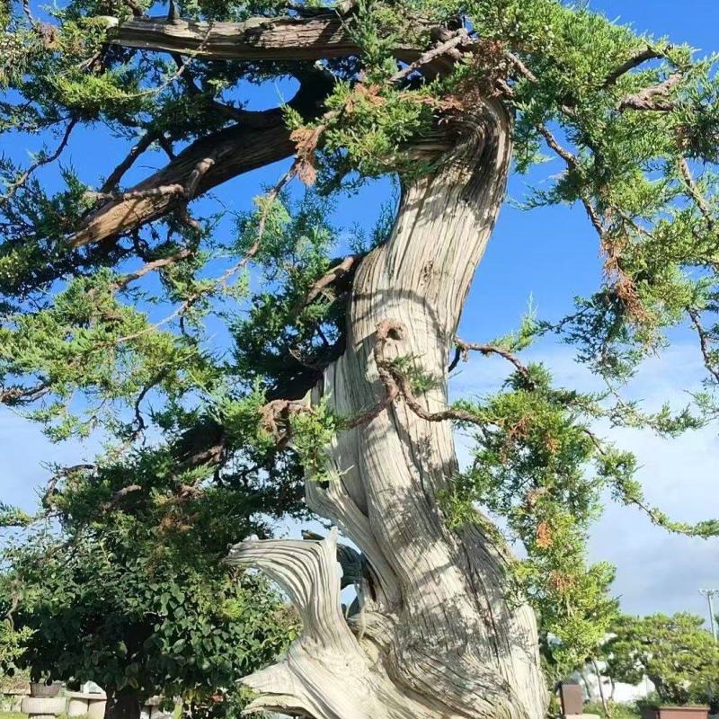 柏树，松柏，