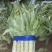 内蒙莴笋