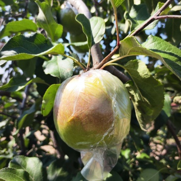 冠县苹果基地大量华硕苹果现货出售