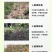 桉树肥17-7-16桉树复合肥40含量广西肥料厂家