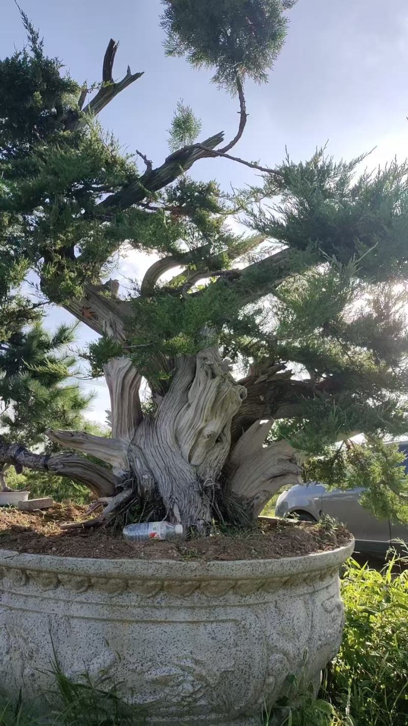松柏，柏树