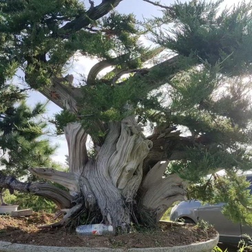 松柏，柏树