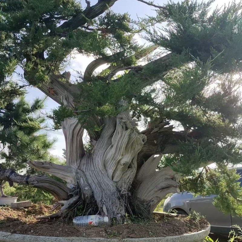松柏，柏树