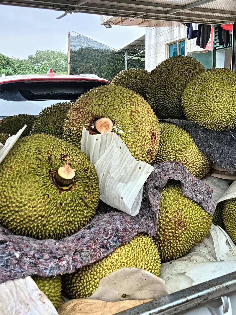 无胶菠萝，珍珠菠萝，黄金包菠萝蜜广东化州木菠萝无胶菠萝