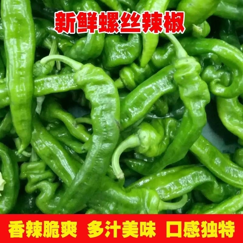 山西螺丝椒品质保证诚信经营欢迎联系接商超市场电商