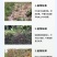 桉树肥18-5-7桉树复合肥30含量现货直发