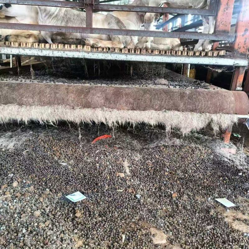 自然发孝羊粪大量供应产品货源充足欢迎来电洽谈价格优惠