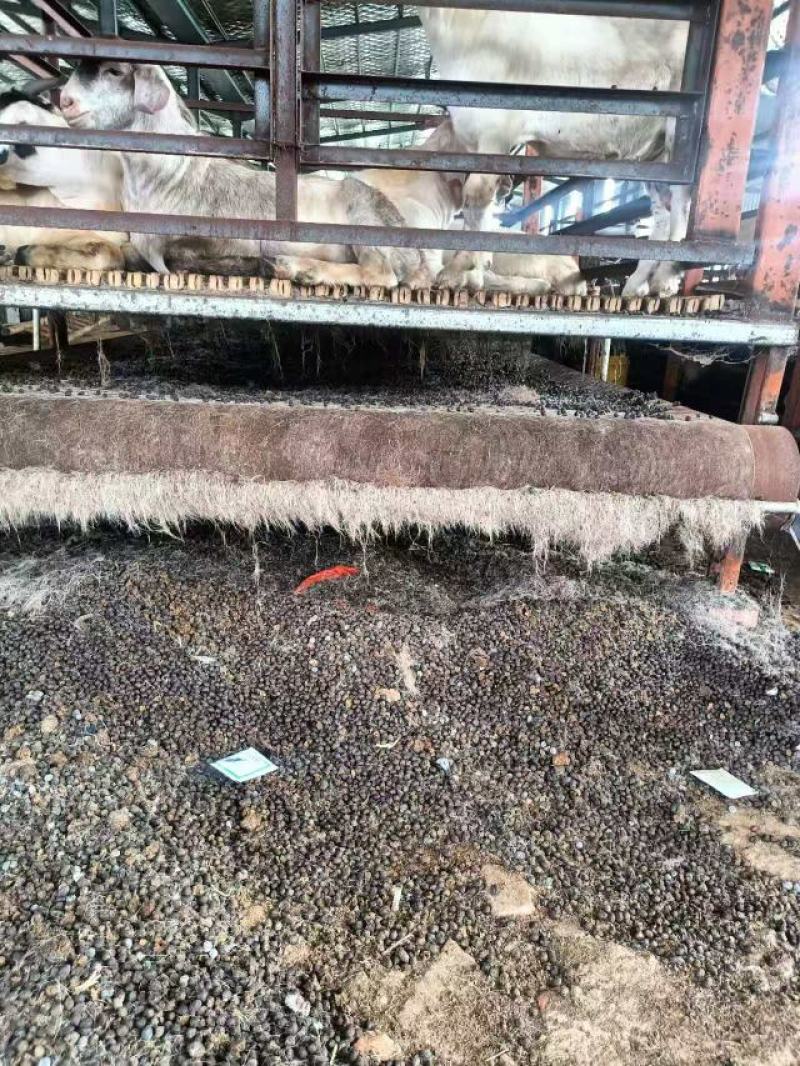 自然发孝羊粪大量供应产品货源充足欢迎来电洽谈价格优惠