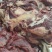 内蒙古牛肉，新鲜牛商，冷链直发，欢迎选购