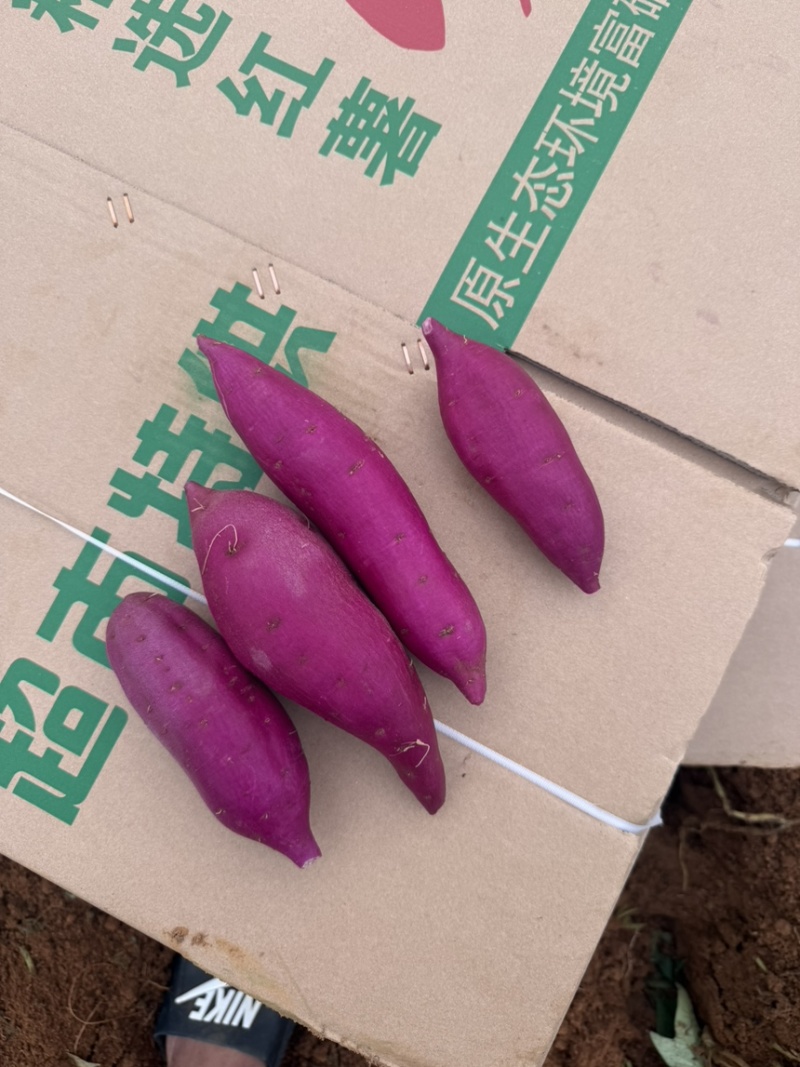 水洗椭圆紫薯现挖现发量大从优诚信代发
