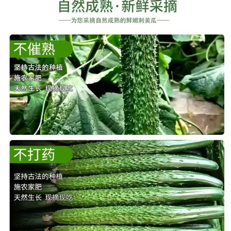 山西黄瓜品质保证诚信经营欢迎联系接商超市场电商